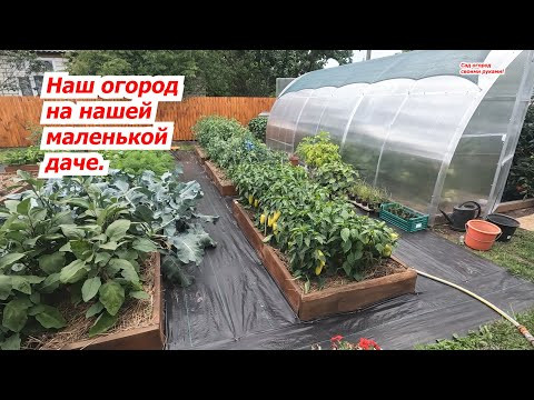 Наш огород на даче- теплица, грядки. Что и как растёт у нас на огороде. Наш огород на даче- теплица, грядки. Что и как растёт у нас на огороде.