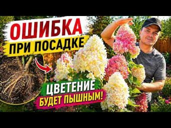 Посадка гортензии весной: как правильно посадить, чтобы прижилась.