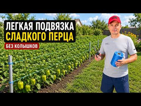 Перец больше не ляжет! Быстрая подвязка без колышков!