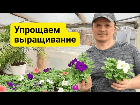 Так петунию выращивать намного проще- пропускаем одну пикировку.!