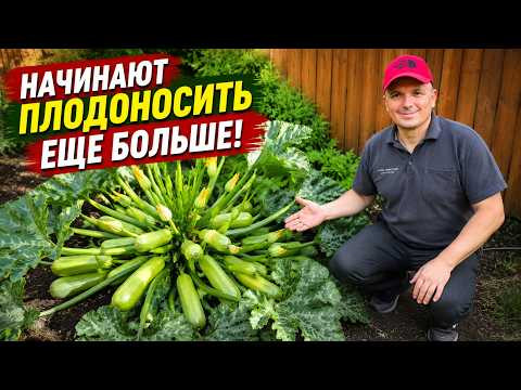 Кабачки мгновенно начинают плодоносить после этой подкормки с удвоенной силой!
