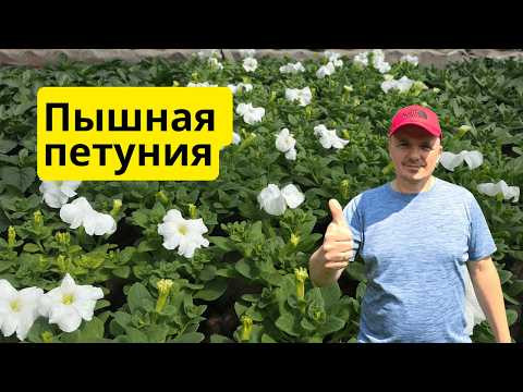 Почему петуния вытягивается — и как сделать куст пышным! Полное руководство. Почему петуния вытягивается — и как сделать куст пышным! Полное руководство.