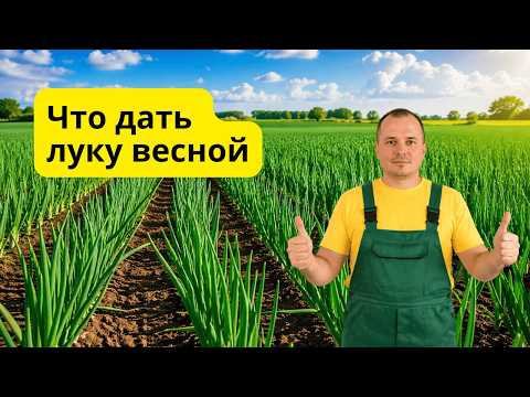 Лук быстро станет сочно-зелёным после этой простейшей подкормки! Лук быстро станет сочно-зелёным после этой простейшей подкормки!