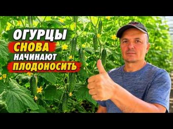 Даже старые огурцы начнут плодоносить с удвоенной силой! Как ускорить плодоношение.