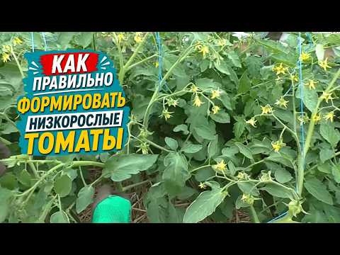 Как формировать низкорослые томаты на грядке, что бы получить максимальный урожай.