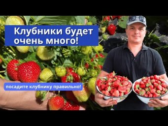 Осенняя посадка клубники: мой проверенный способ. Важные тонкости.