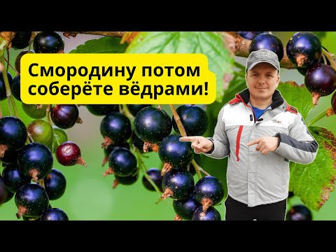 Подкормите ТАК чёрную смородину осенью и летний урожай вас удивит! Подкормите ТАК чёрную смородину осенью и летний урожай вас удивит!