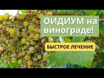 Эффективная обработка винограда от оидиума при наливе ягод!
