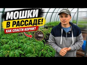 Мошки в рассаде: как спасти корни и не потерять растения!