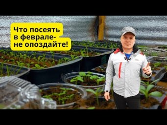 Что посеять в феврале- проверенный  список растений!