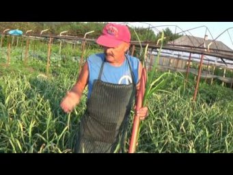 КАК ПОЛУЧИТЬ БОЛЬШОЙ УРОЖАЙ ЧЕСНОКА!