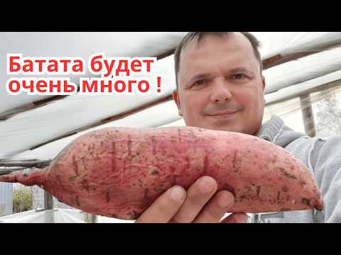 Размножаем рассаду батата- черенкование посадочного материала! Размножаем рассаду батата- черенкование посадочного материала!