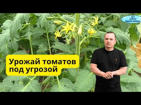 Уход за томатами в жару. Эта ошибка с поливом оставит вас без крупных плодов. Уход за томатами в жару. Эта ошибка с поливом оставит вас без крупных плодов.