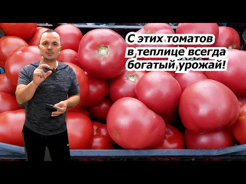 Одни из лучших высокорослых томатов, или, что будем выращивать в теплице! Одни из лучших высокорослых томатов, или, что будем выращивать в теплице!
