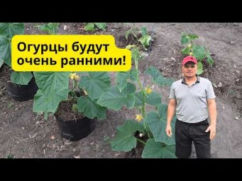 Посадите огурцы так &mdash; и получите ранний большой урожай!