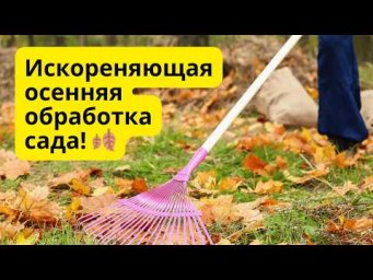 Осенняя обработка сада. Дёшево и очень эффективно!