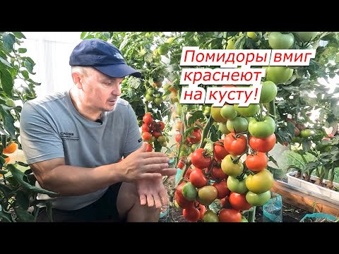 Все томаты на кусту быстро покраснеют- четыре совета, как это сделать. Все томаты на кусту быстро покраснеют- четыре совета, как это сделать.