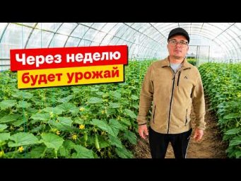 Осенние огурцы в теплице. Три недели после высадки- что делаем.