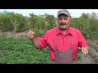 КАК СОХРАНИТЬ САЖЕНЦЫ КЛУБНИКИ ПРИ ПЕРЕСЫЛКЕ?