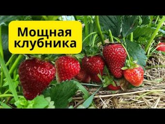 Весенний уход за клубникой- после этого клубника растёт в два раза лучше!