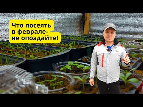 Что посеять в феврале- проверенный  список растений!