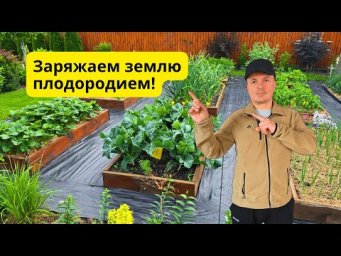 Почва на грядках снова становится плодородной- что делаем осенью.