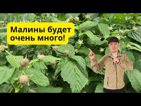 От этой подкормки малины зависит весь урожай! Весенняя подкормка малны. От этой подкормки малины зависит весь урожай! Весенняя подкормка малны.