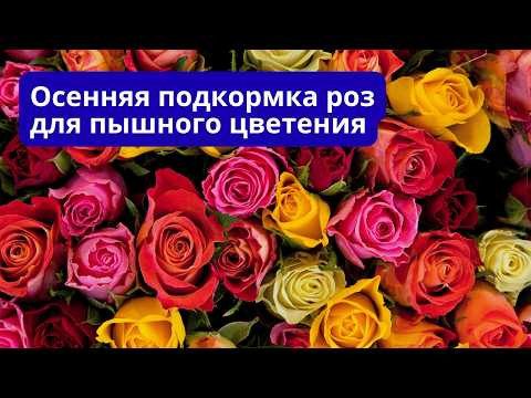 Осенняя подкормка роз для их пышного цветения весной. Осенняя подкормка роз для их пышного цветения весной.