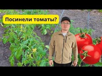 Томаты посинели после высадки? Как вернуть им зелёный цвет листьев.