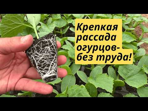 Лучший способ вырастить много крепкой рассады огурцов! Лучший способ вырастить много крепкой рассады огурцов!