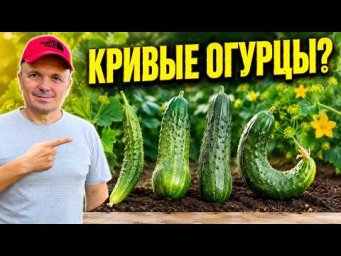 Кривые огурцы: чего не хватает растениям и что делать
