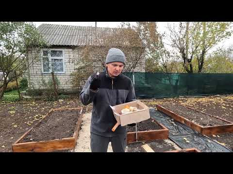 Сажаем озимый чеснок гнездовым способом.