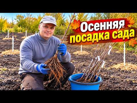 Сажаем плодовый сад осенью: от подготовки ямы до посадки саженца