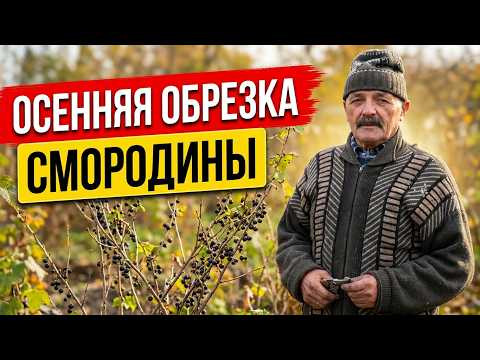 Осенняя обрезка смородины разных возрастов — легко и понятно Осенняя обрезка смородины разных возрастов — легко и понятно