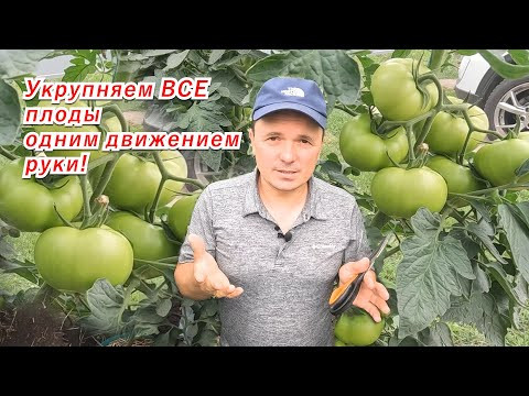Все кисти на томатах становятся одинаково крупными!