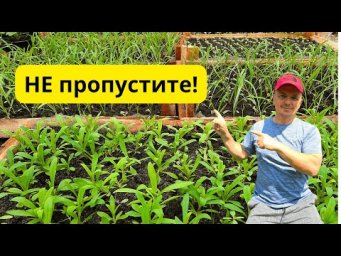 Когда проводить первую подкормку рассады- точный признак!