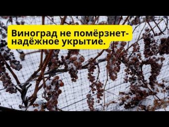 Лучший способ укрытия винограда на зиму- это легко и хорошо зимует!