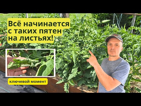 Так выглядит начало болезни на томатах! Спасаем низкорослые томаты. Так выглядит начало болезни на томатах! Спасаем низкорослые томаты.
