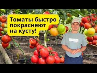 Как ускорить дозревание томатов без химии