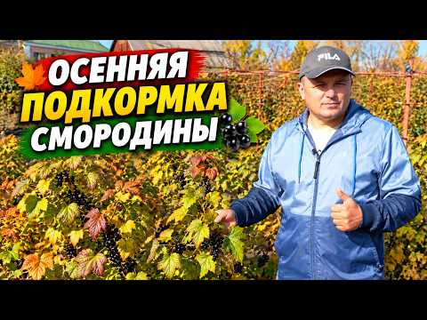 Осенняя подкормка смородины для крупного урожая