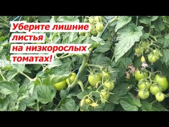 Низкорослые томаты- убираем ненужные листья для усиления налива.