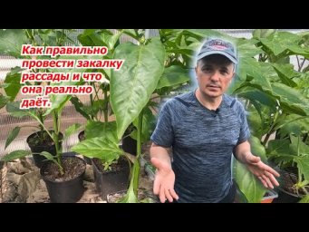 Проведите закалку рассады перед высадкой- это реально работает!
