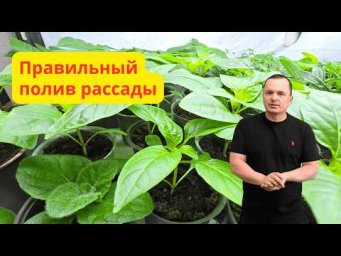 Правильный полив рассады- залог крепких и здоровых растений!