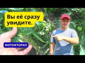 Все признаки фитофтороза: не перепутайте с другой болезнью!