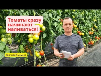 Плоды на томатах будут наливаться с удвоенной силой- чем подкормить.