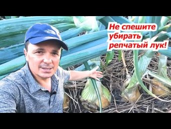 Основные визуальные признаки, что лук пора убирать!