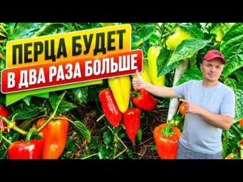 Урожай сладкого перца увеличится вдвое, если его вовремя собрать!