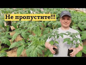 За день до высадки томатов: что обязательно нужно сделать. Не пропустите!!!