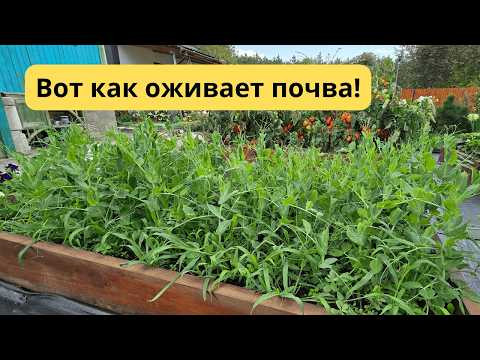 Осень — время заправить почву бесплатным азотом. Сделайте это сейчас! Осень — время заправить почву бесплатным азотом. Сделайте это сейчас!