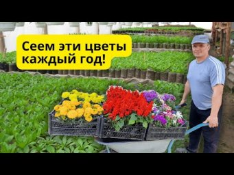 Эти однолетние цветы мы сеем каждый год и не собираемся отказываться!